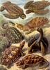 Animal Art : Turtles