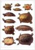 Animal Art : Turtles