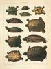 Animal Art : Turtles