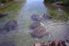 Turtles