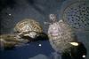 Turtles