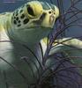 Sea Turtle