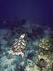 Sea Turtle