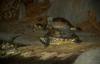 Turtles
