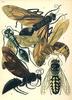 Animal Art : Wasps