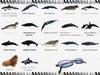 Animal Art : Whales