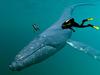 Animal Art : Whale