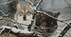 Animal Art : Gray Wolves