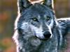 Gray Wolf