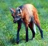 Maned Wolf