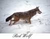 Red Wolf