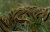 Worm : Caterpillars