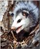 Virginia Opossum (Didelphis virginiana)