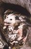 Virginia Opossum (Didelphis virginiana) Family