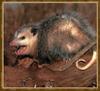 Virginia Opossum (Didelphis virginiana)