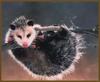 Virginia Opossum (Didelphis virginiana) on a limb