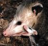 Virginia Opossum (Didelphis virginiana) - mom and baby
