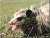 Virginia Opossum (Didelphis virginiana)