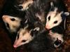 Virginia Opossums (Didelphis virginiana)