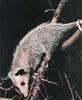 Virginia Opossum (Didelphis virginiana)