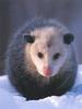 Virginia Opossum (Didelphis virginiana) on snow