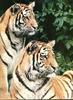 Tigers