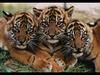 Tiger kitties