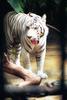 White Tiger