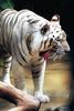 White Tiger