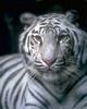 White Tiger