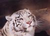 White Tiger
