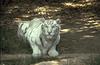 Big Cat - White Tiger