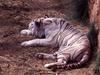 White Tiger