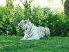 White Tiger