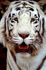 Wild Cats : White Tiger
