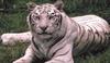 White Tiger