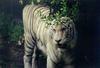 White Tiger