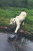 White Tiger