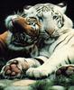 Tigers: White Tiger and normal
