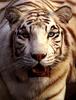 White Tiger