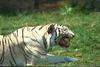 White Tiger snarls