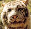 White Bengal Tiger