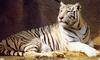 White Bengal Tiger