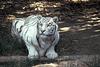 White Tiger