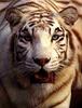 White Tiger