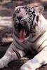 White Tiger