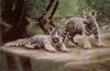 Animal Art : White Tiger kittens