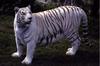 White Tiger