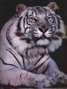 White Tiger
