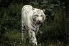 White Tiger